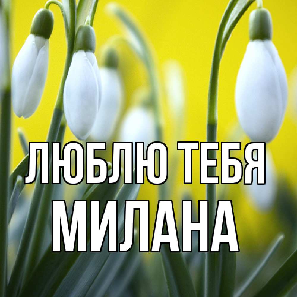 Открытка на каждый день с именем, Милана Люблю тебя весенние цветы Прикольная открытка с пожеланием онлайн скачать бесплатно 