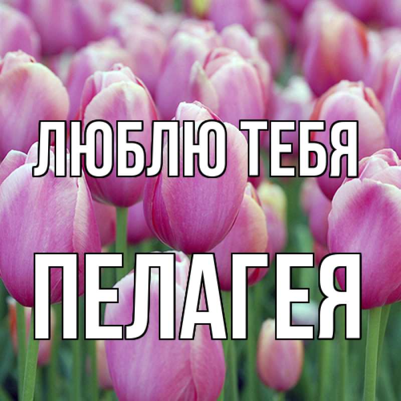 Картинка Люблю тебя, Пелагея