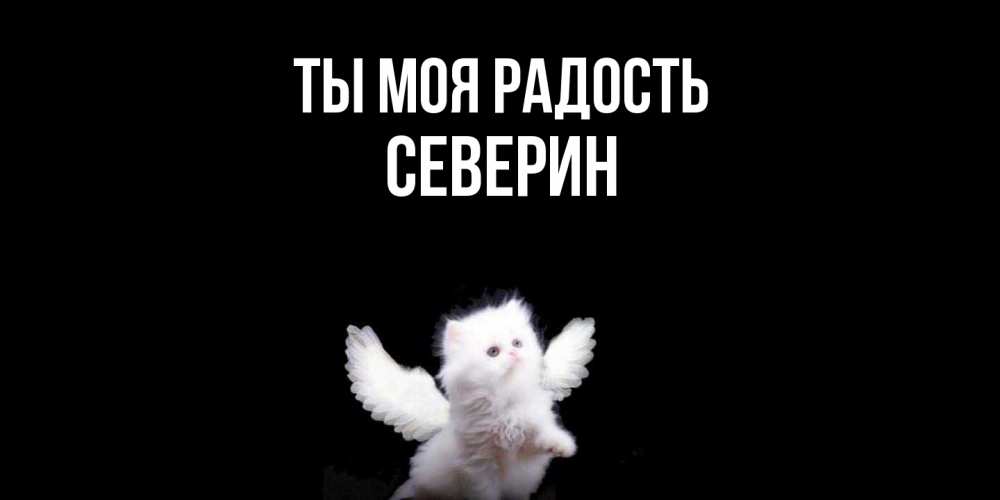 Открытка на каждый день с именем, Северин Ты моя радость Кот ангел Прикольная открытка с пожеланием онлайн скачать бесплатно 