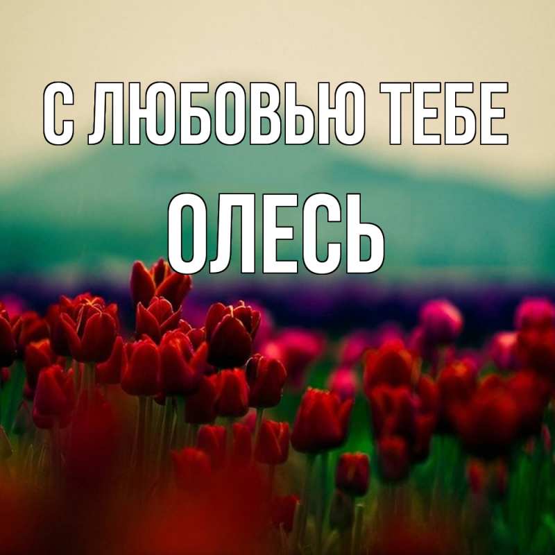Картинка С любовью тебе, Олесь