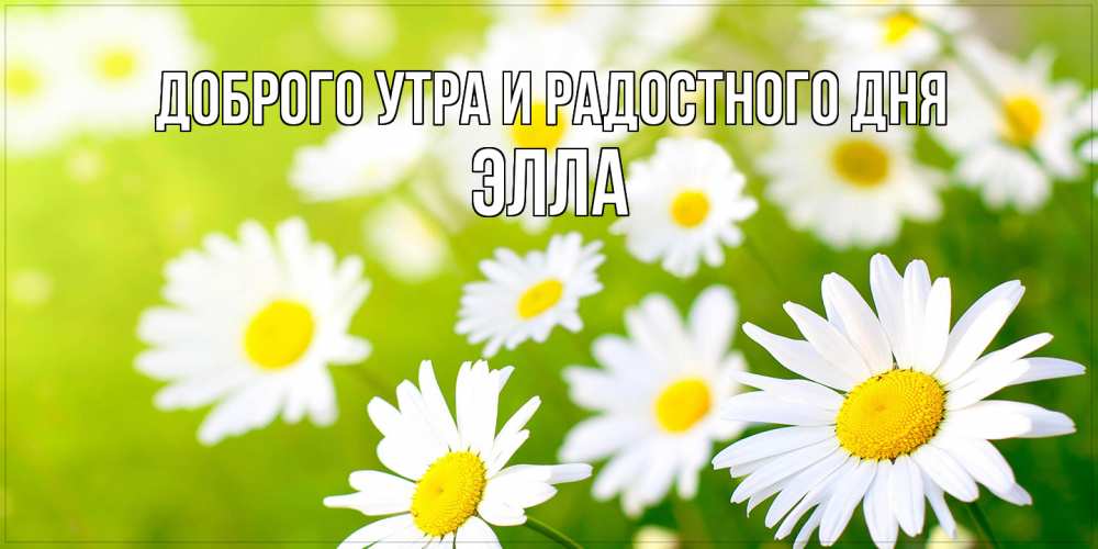 Открытка на каждый день с именем, Элла Доброго утра и радостного дня открытка с ромашками на зеленом фоне Прикольная открытка с пожеланием онлайн скачать бесплатно 