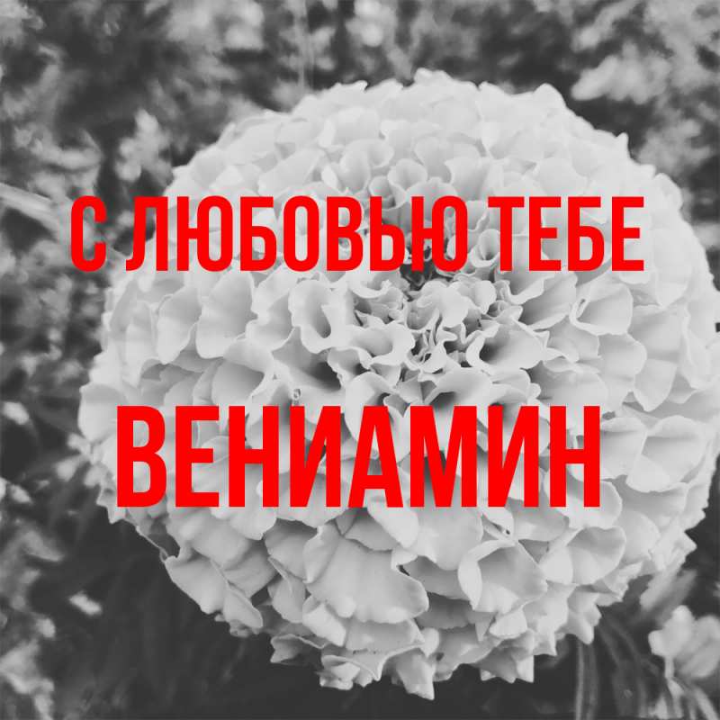 Картинка С любовью тебе, Вениамин