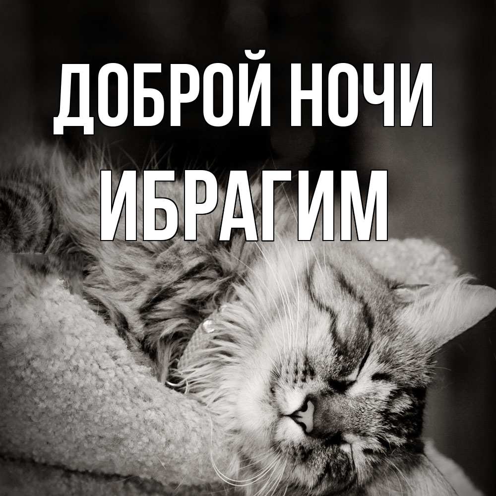 Открытка на каждый день с именем, Ибрагим Доброй ночи котярик пушистый Прикольная открытка с пожеланием онлайн скачать бесплатно 