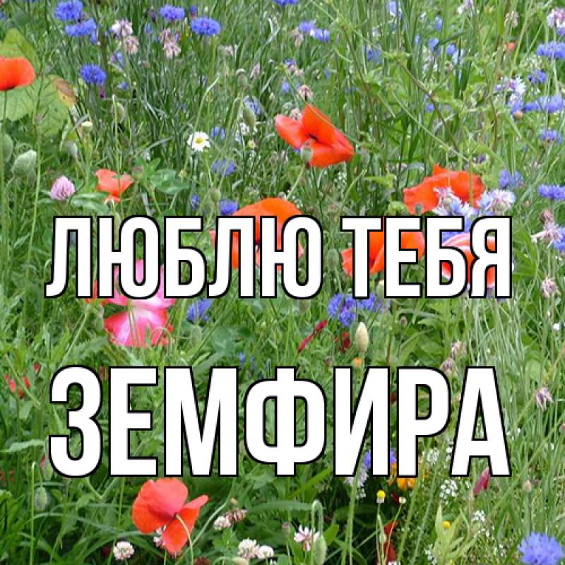 Картинка Люблю тебя, Земфира