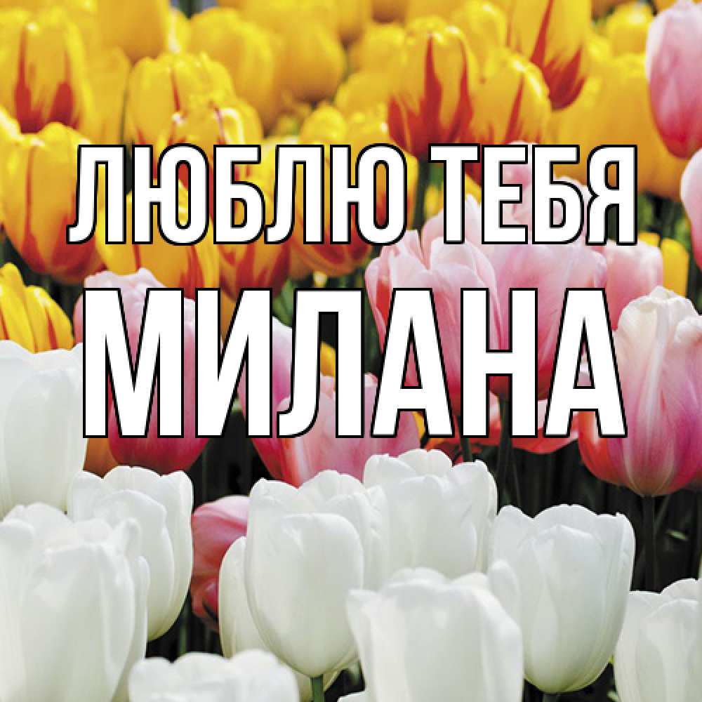 Открытка на каждый день с именем, Милана Люблю тебя разноцветные цветы Прикольная открытка с пожеланием онлайн скачать бесплатно 