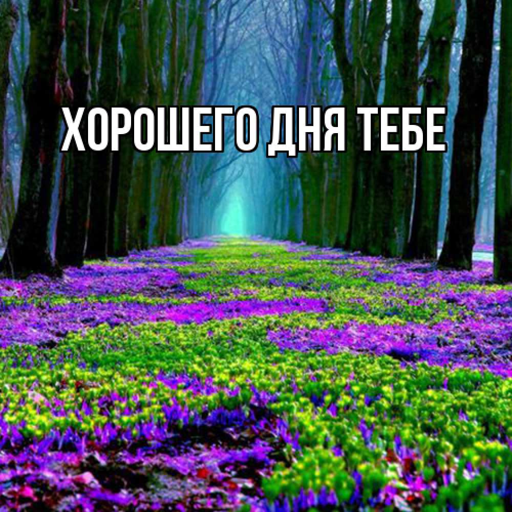 Открытка на каждый день с именем, Родной Люблю тебя фиолетовые цветы в лесу 1 Прикольная открытка с пожеланием онлайн скачать бесплатно 