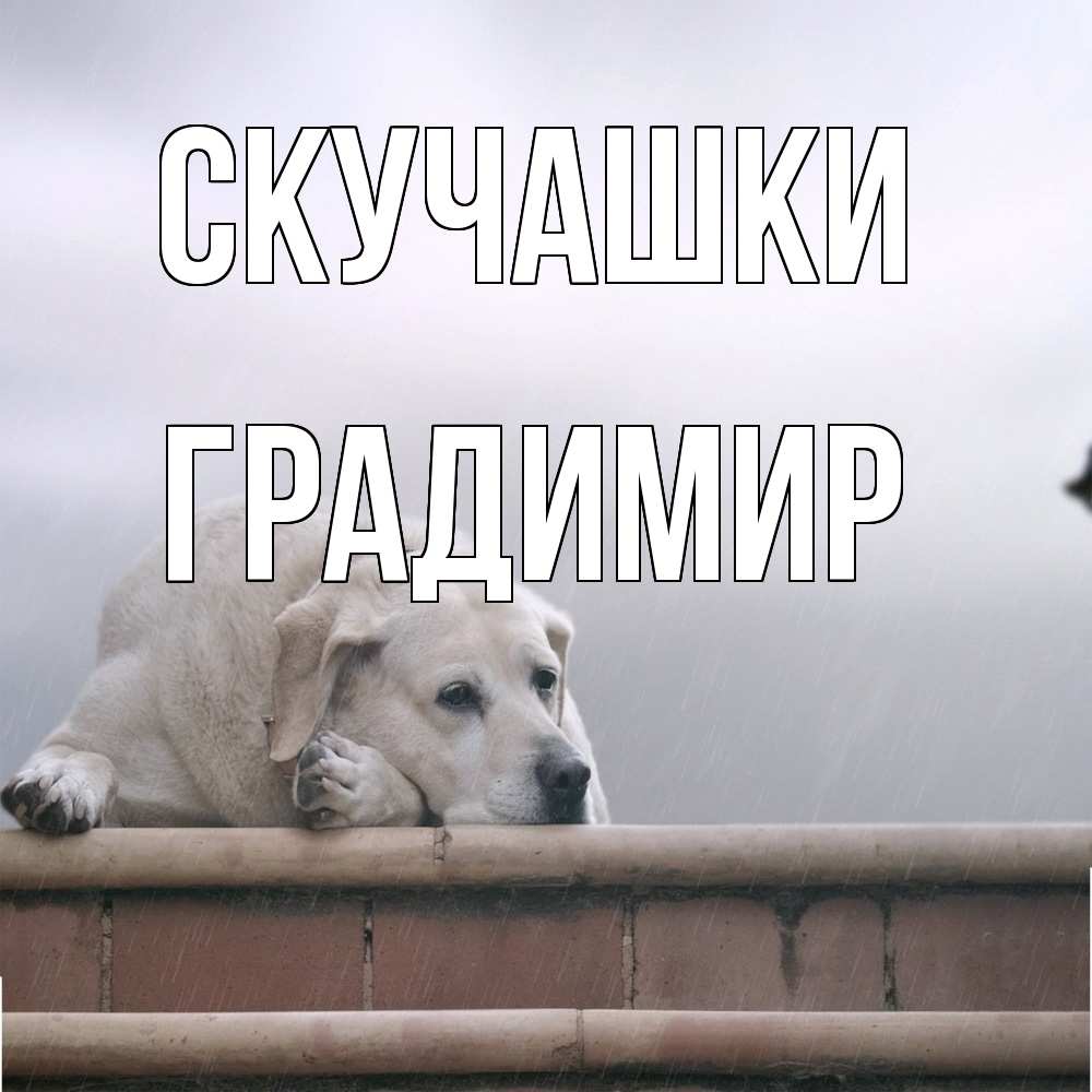 Открытка на каждый день с именем, Градимир Скучашки ждет Прикольная открытка с пожеланием онлайн скачать бесплатно 