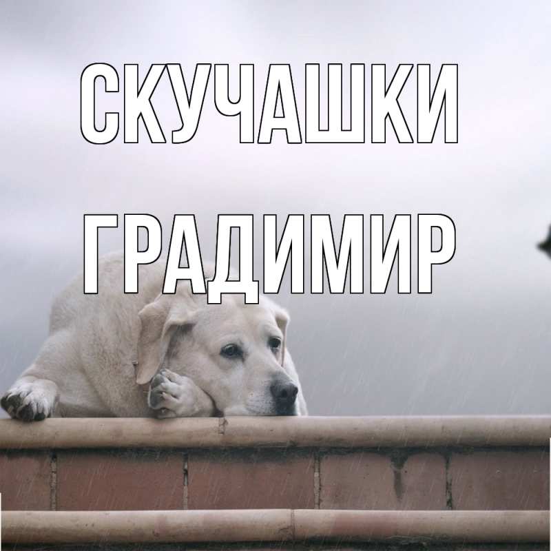 Картинка Скучашки, Градимир