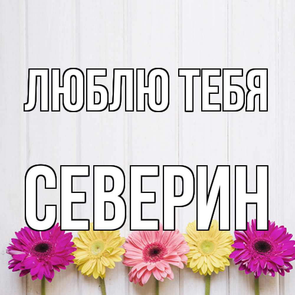 Открытка на каждый день с именем, Северин Люблю тебя женщинам 1 Прикольная открытка с пожеланием онлайн скачать бесплатно 