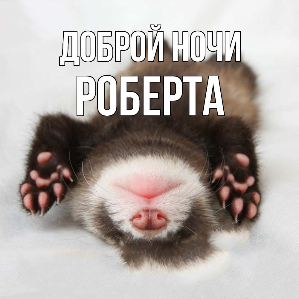 Открытка на каждый день с именем, Роберта Доброй ночи зверек Прикольная открытка с пожеланием онлайн скачать бесплатно 