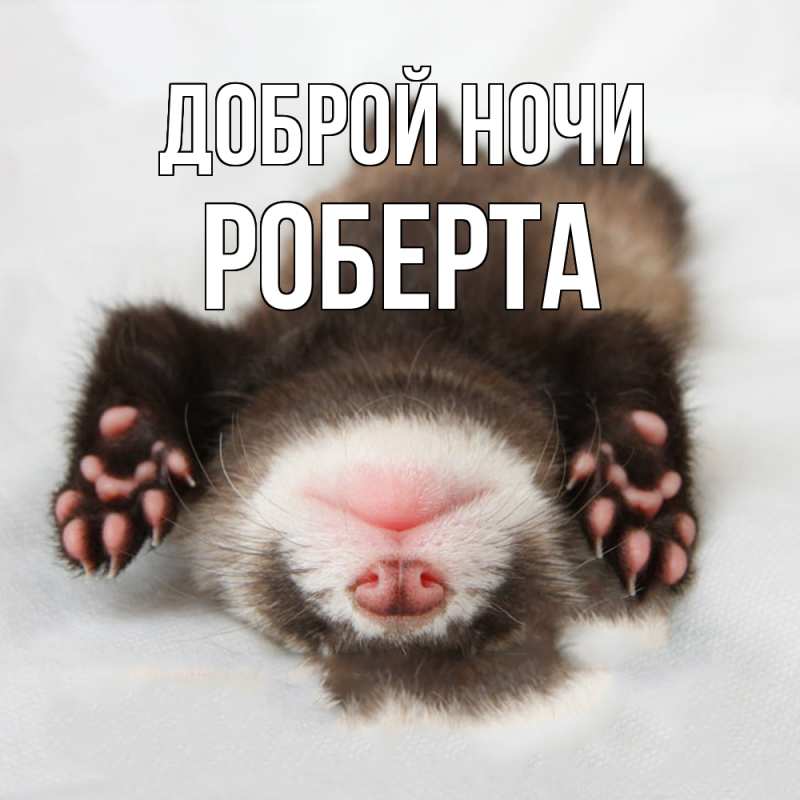 Картинка Доброй ночи, Роберта