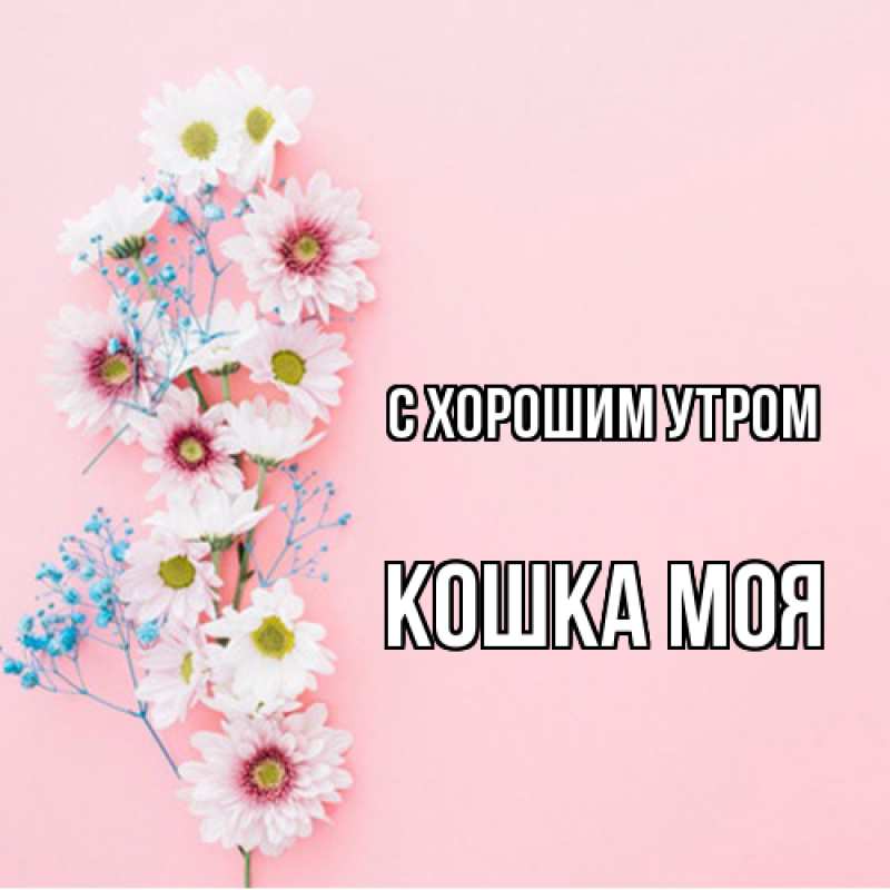 Картинка С хорошим утром, Кошка моя
