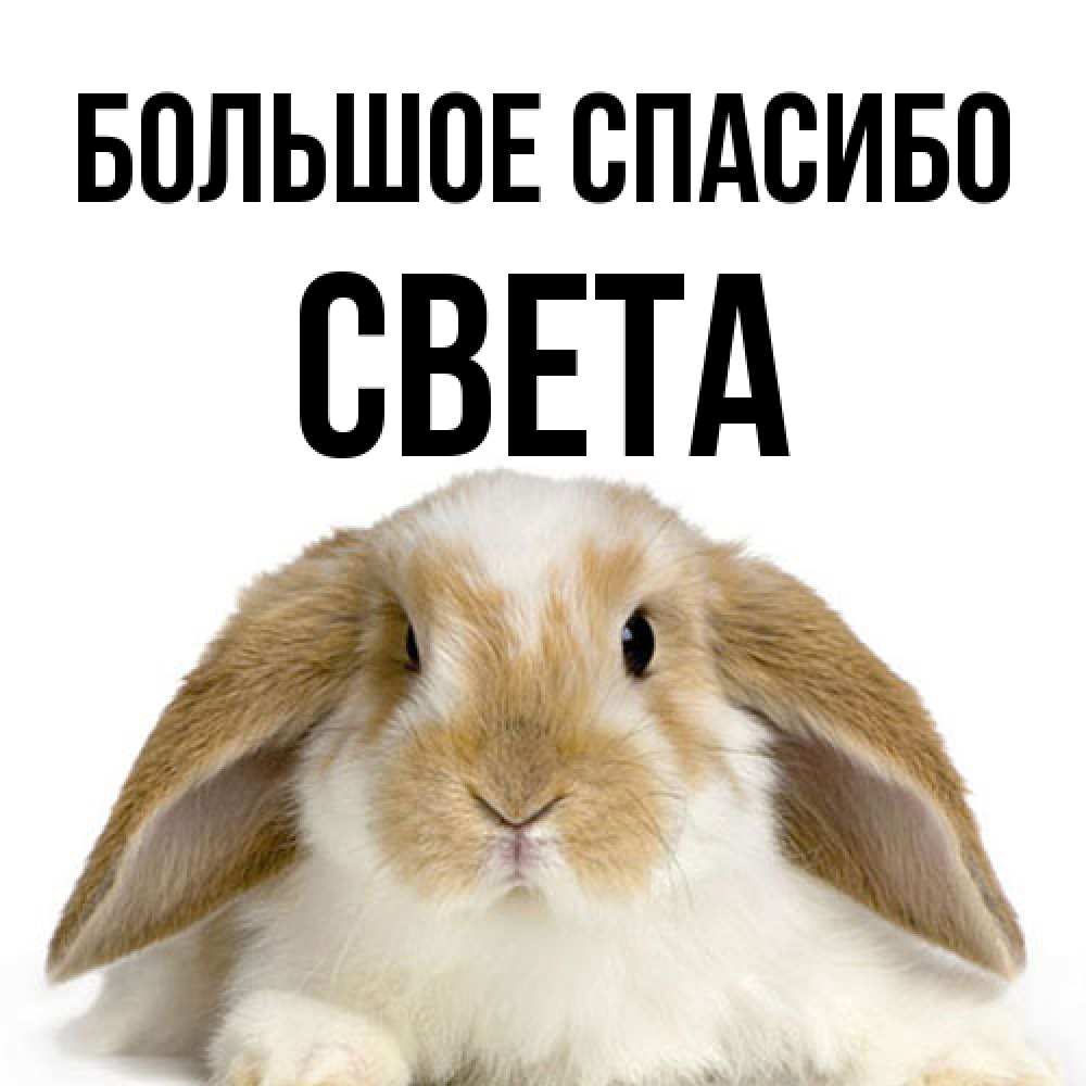 Открытка на каждый день с именем, Света Большое спасибо коричнево белый заяц Прикольная открытка с пожеланием онлайн скачать бесплатно 