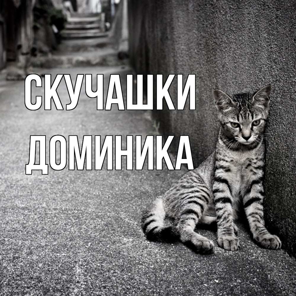 Открытка на каждый день с именем, Доминика Скучашки одиноко котику Прикольная открытка с пожеланием онлайн скачать бесплатно 