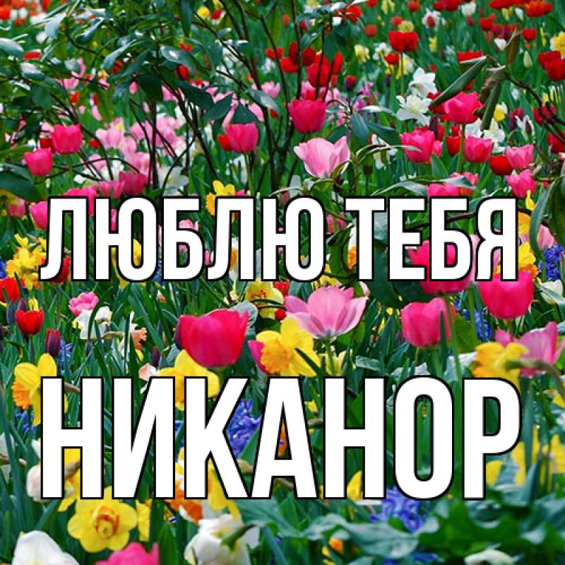 Картинка Люблю тебя, Никанор