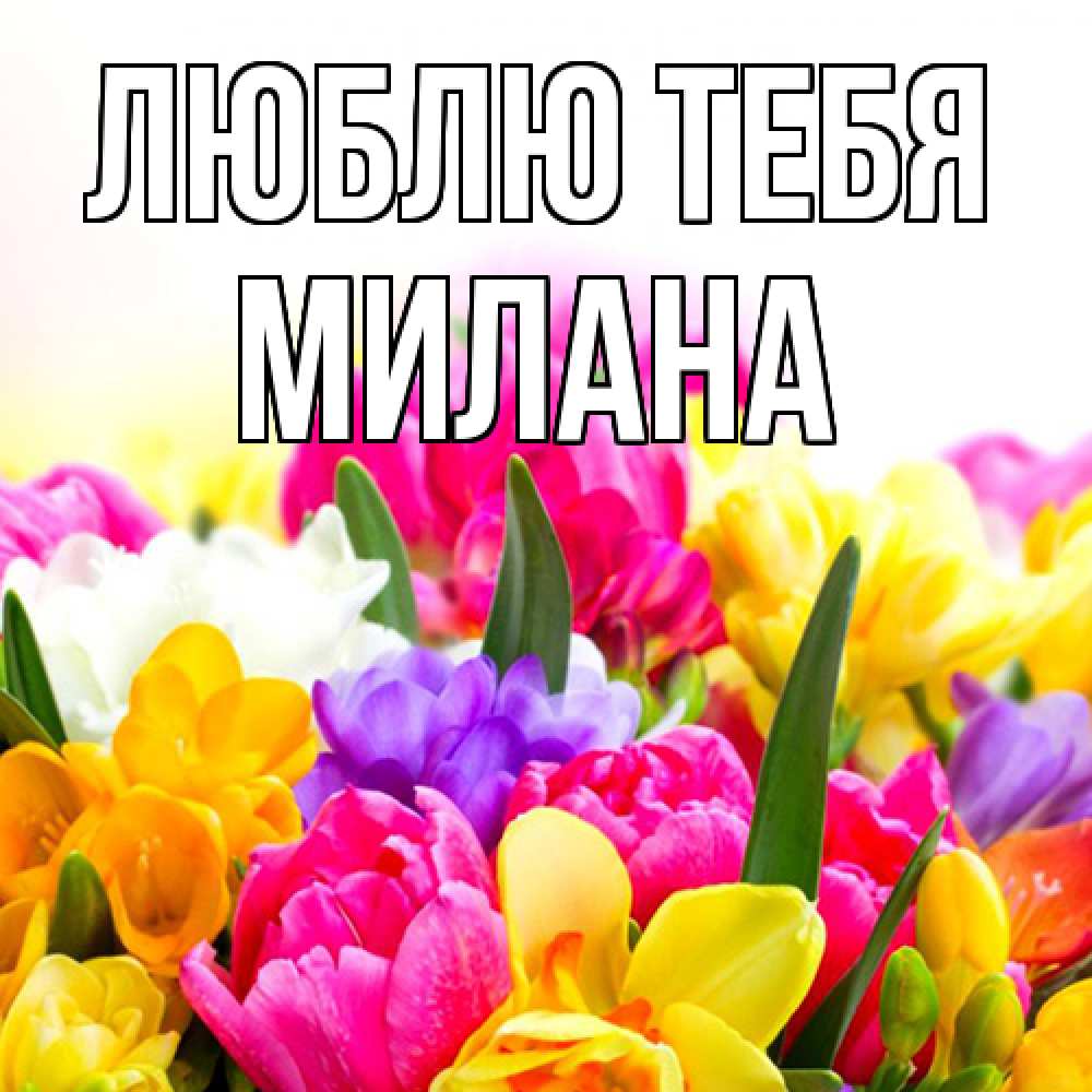 Открытка на каждый день с именем, Милана Люблю тебя тюльпаны Прикольная открытка с пожеланием онлайн скачать бесплатно 