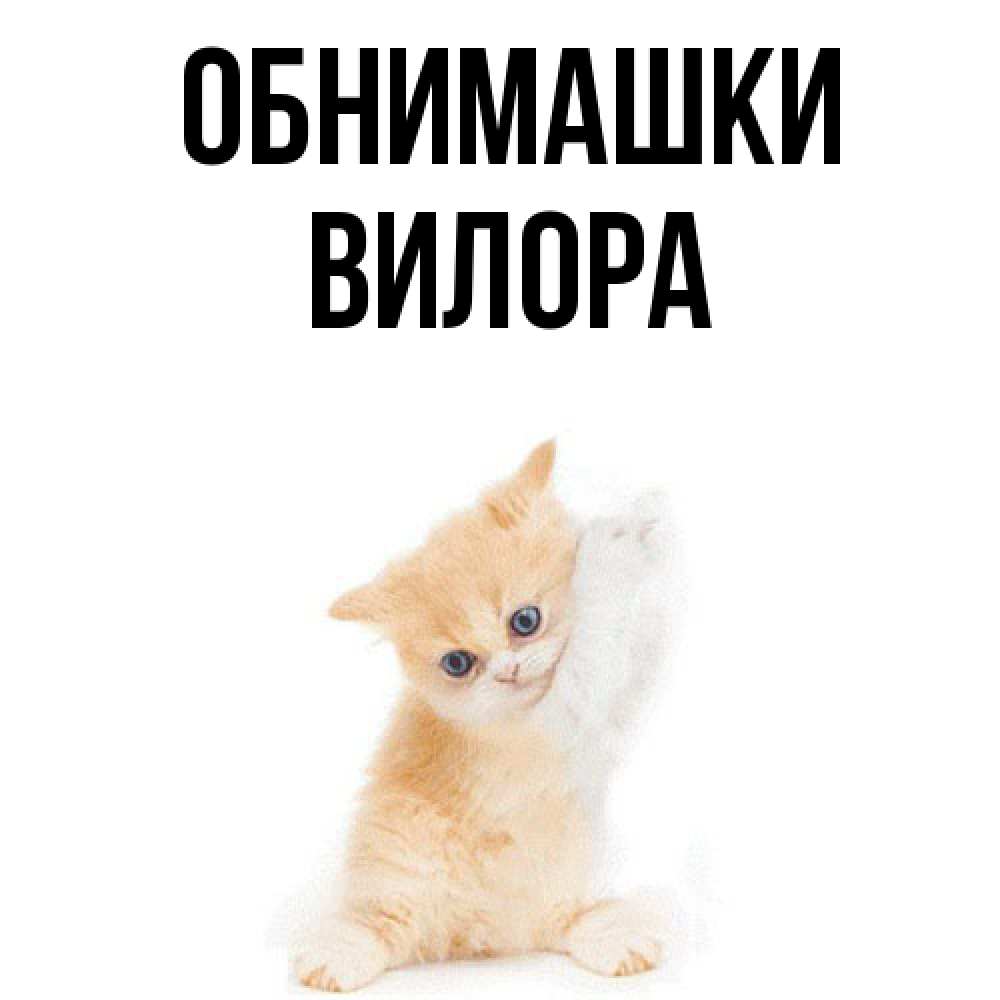 Открытка на каждый день с именем, Вилора Обнимашки я хочу очень скорее обнимаешек Прикольная открытка с пожеланием онлайн скачать бесплатно 