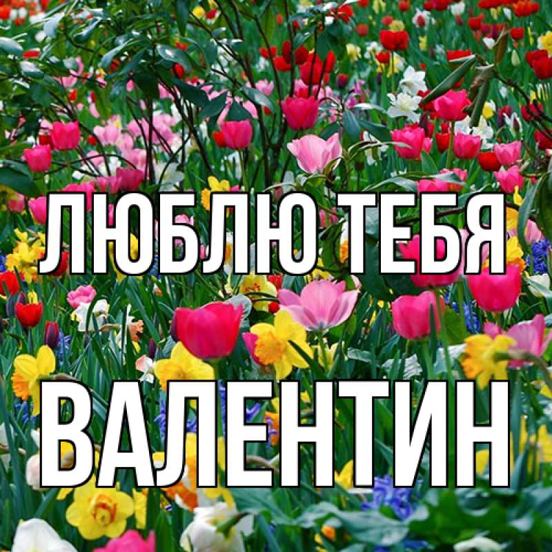 Картинка Люблю тебя, Валентин