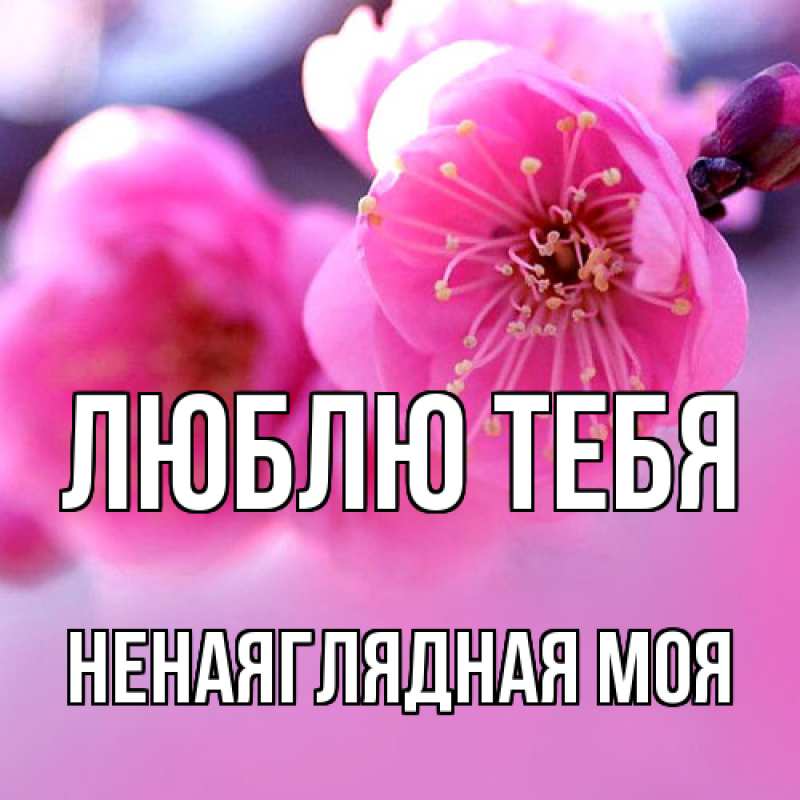Картинка Люблю тебя, Ненаяглядная моя