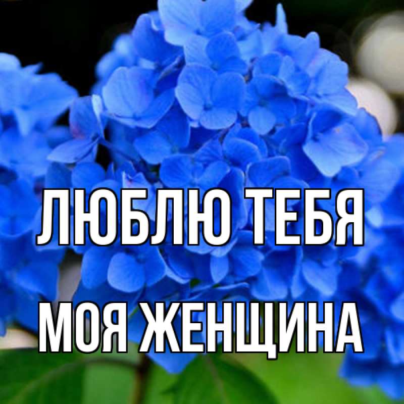 Картинка Люблю тебя, Моя женщина