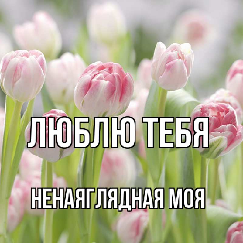 Картинка Люблю тебя, Ненаяглядная моя