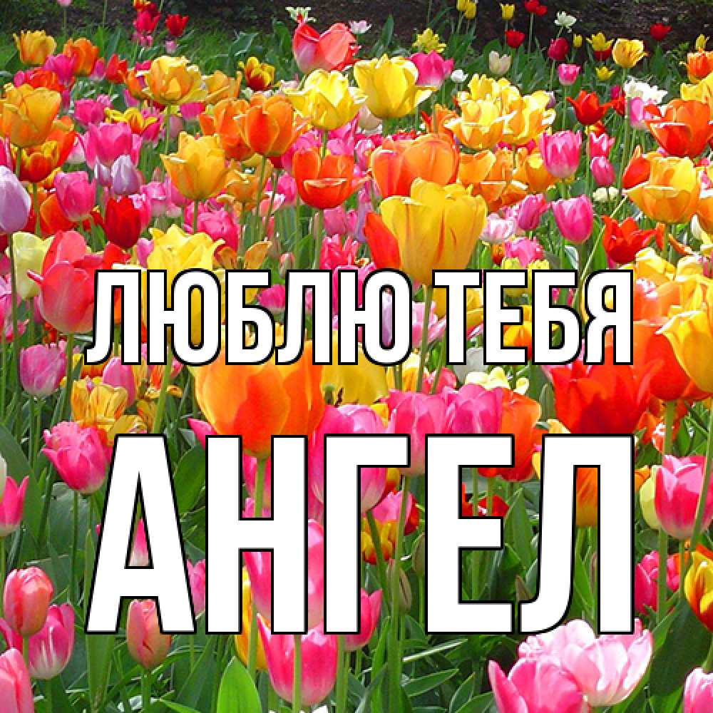 Открытка на каждый день с именем, Ангел Люблю тебя на международный женский день Прикольная открытка с пожеланием онлайн скачать бесплатно 