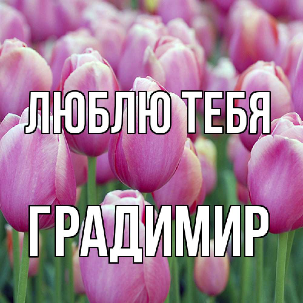 Открытка на каждый день с именем, Градимир Люблю тебя на международный женский день 3 Прикольная открытка с пожеланием онлайн скачать бесплатно 