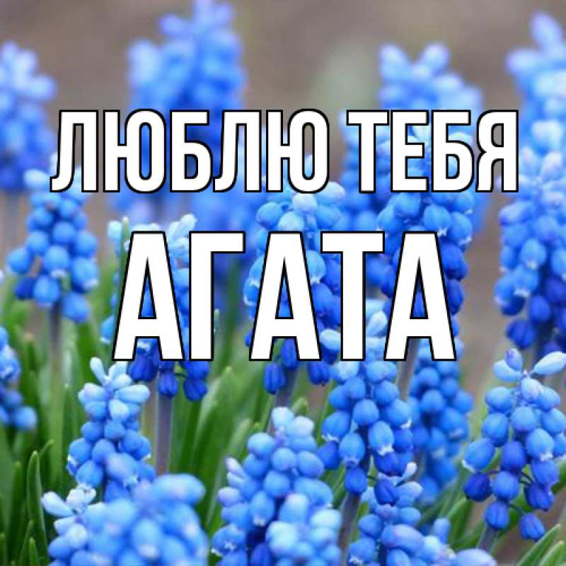 Картинка Люблю тебя, Агата