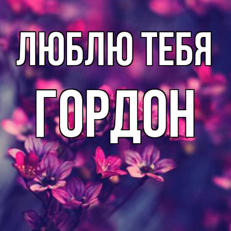 Картинка Люблю тебя, Гордон