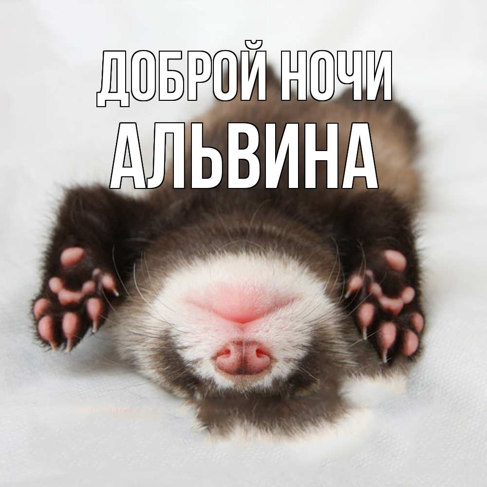 Открытка на каждый день с именем, Альвина Доброй ночи зверек Прикольная открытка с пожеланием онлайн скачать бесплатно 