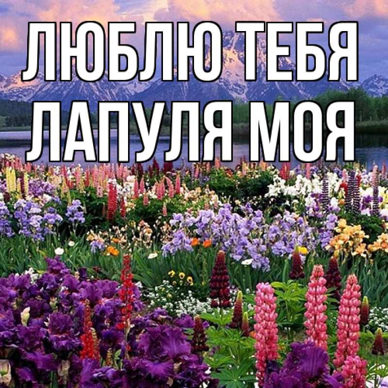 Картинка Люблю тебя, Лапуля моя