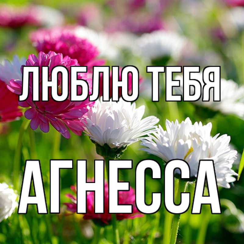 Картинка Люблю тебя, Агнесса