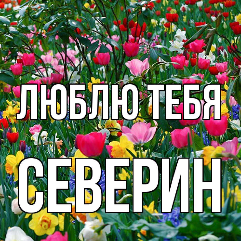 Открытка на каждый день с именем, Северин Люблю тебя с международным женским днем поздравления для женщины Прикольная открытка с пожеланием онлайн скачать бесплатно 