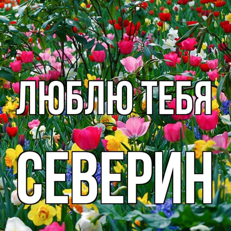 Картинка Люблю тебя, Северин