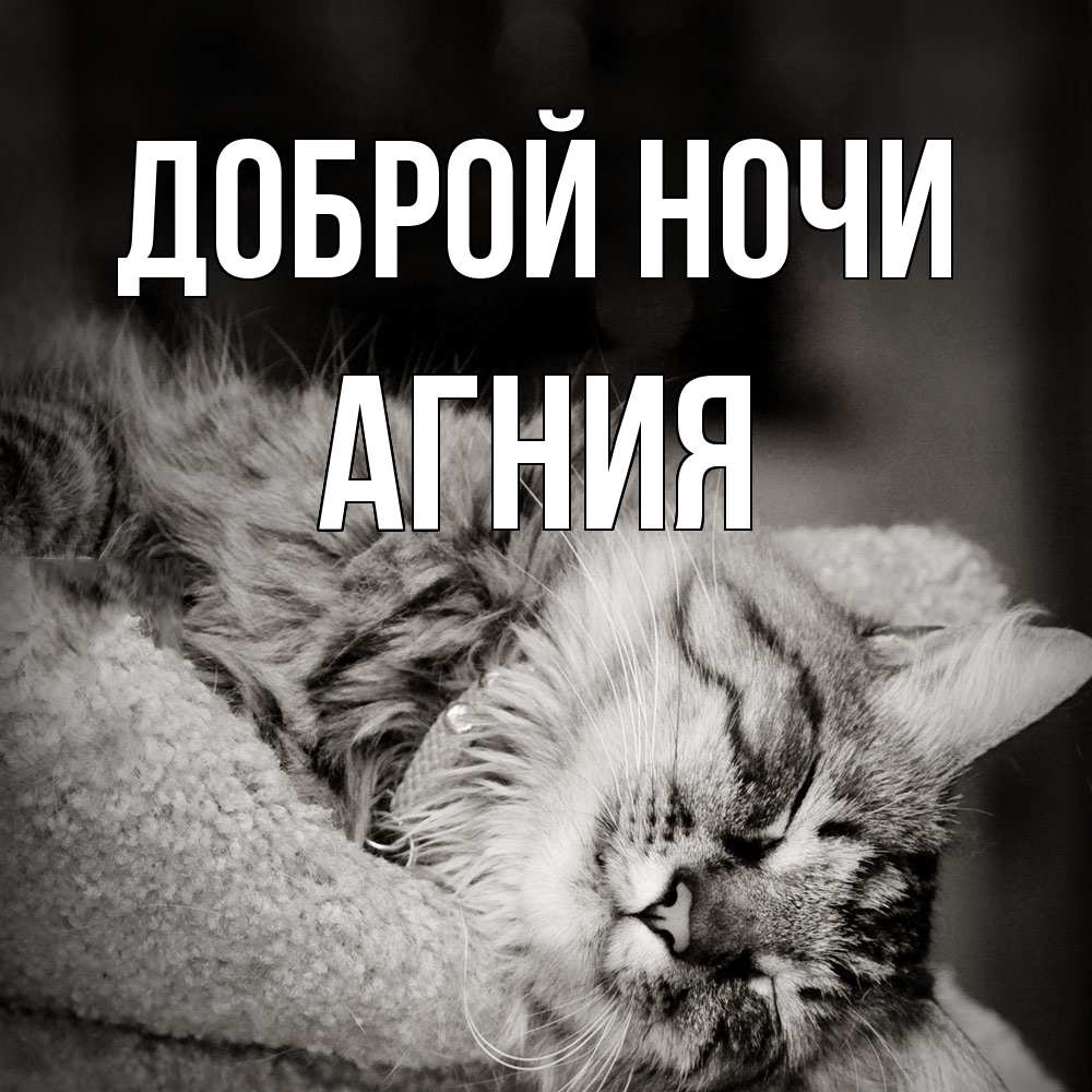 Открытка на каждый день с именем, Агния Доброй ночи котярик пушистый Прикольная открытка с пожеланием онлайн скачать бесплатно 