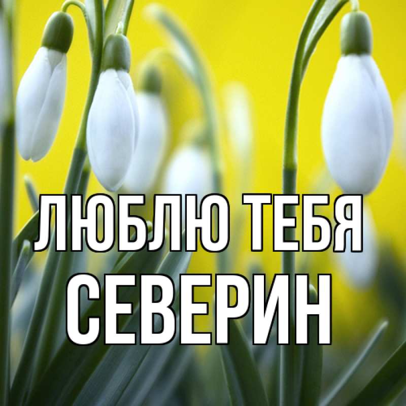 Картинка Люблю тебя, Северин