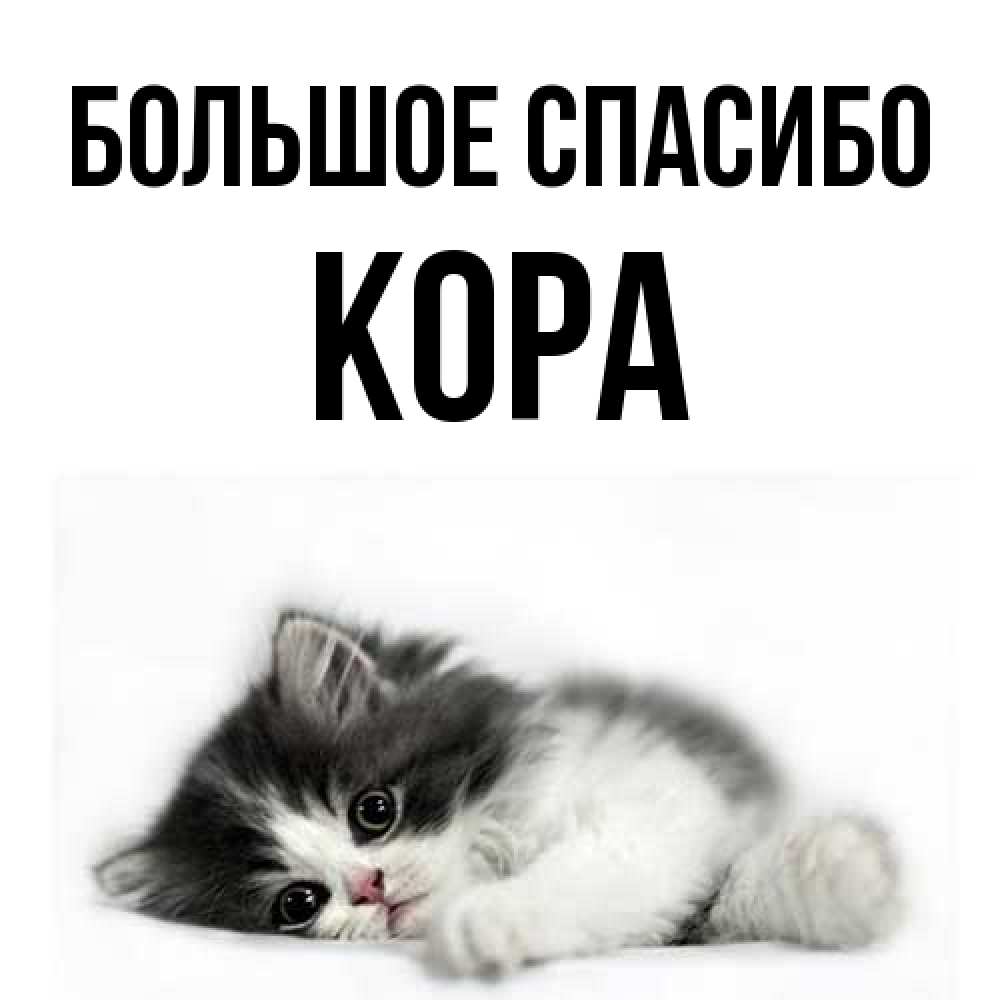 Открытка на каждый день с именем, Кора Большое спасибо черный и белый кот Прикольная открытка с пожеланием онлайн скачать бесплатно 