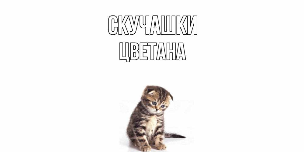 Открытка на каждый день с именем, Цветана Скучашки кот Прикольная открытка с пожеланием онлайн скачать бесплатно 