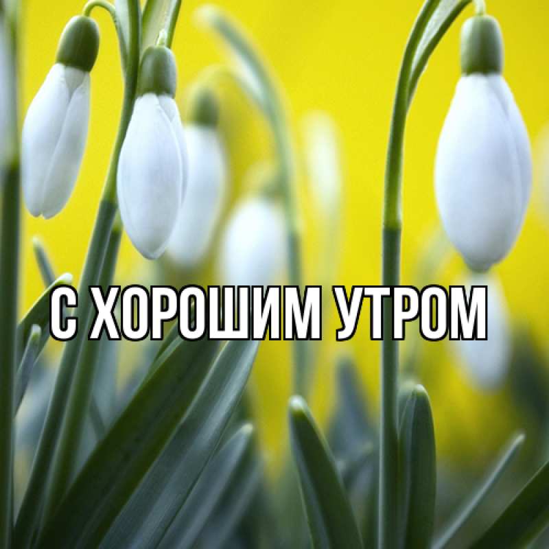 Картинка Люблю тебя, Зара