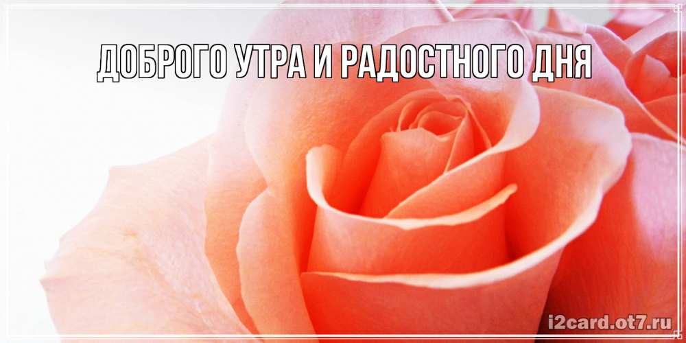 Открытка на каждый день с именем, Мирдза С днем всех влюбленных открытка на день Святого Валентина с розовой розой Прикольная открытка с пожеланием онлайн скачать бесплатно 