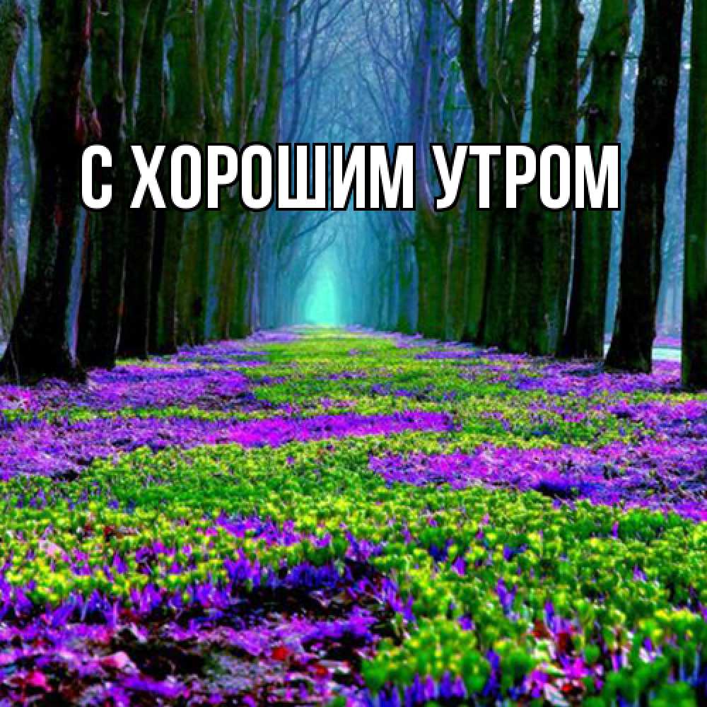 Открытка на каждый день с именем, Дима Люблю тебя фиолетовые цветы в лесу 1 Прикольная открытка с пожеланием онлайн скачать бесплатно 