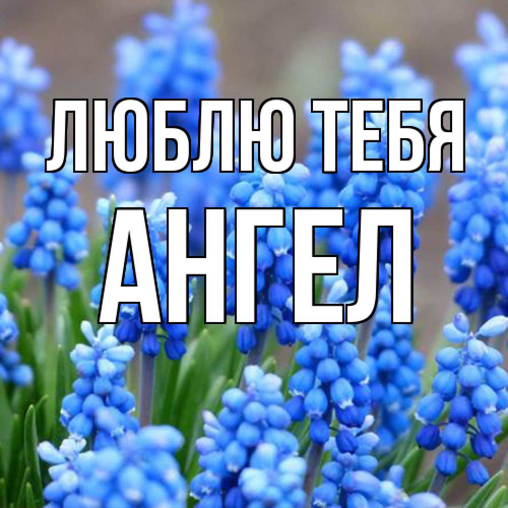 Открытка на каждый день с именем, Ангел Люблю тебя Поздравительная открытка для женщин с цветами на праздничную дату Прикольная открытка с пожеланием онлайн скачать бесплатно 