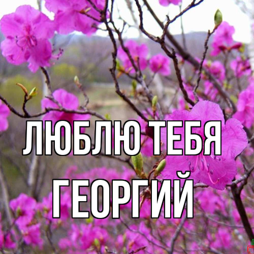 Открытка на каждый день с именем, Георгий Люблю тебя международный женский день Прикольная открытка с пожеланием онлайн скачать бесплатно 