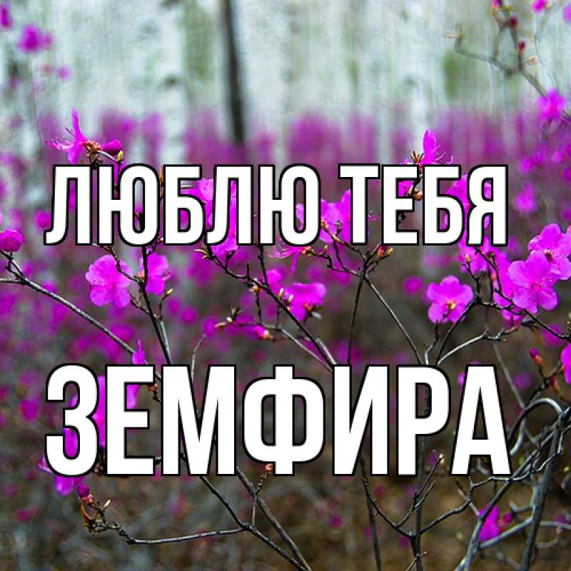 Картинка Люблю тебя, Земфира