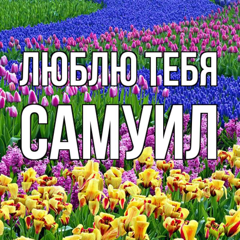 Картинка Люблю тебя, Самуил