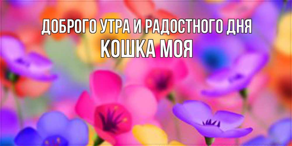 Открытка на каждый день с именем, Кошка-моя Доброго утра и радостного дня открытка повышающая настроение Прикольная открытка с пожеланием онлайн скачать бесплатно 