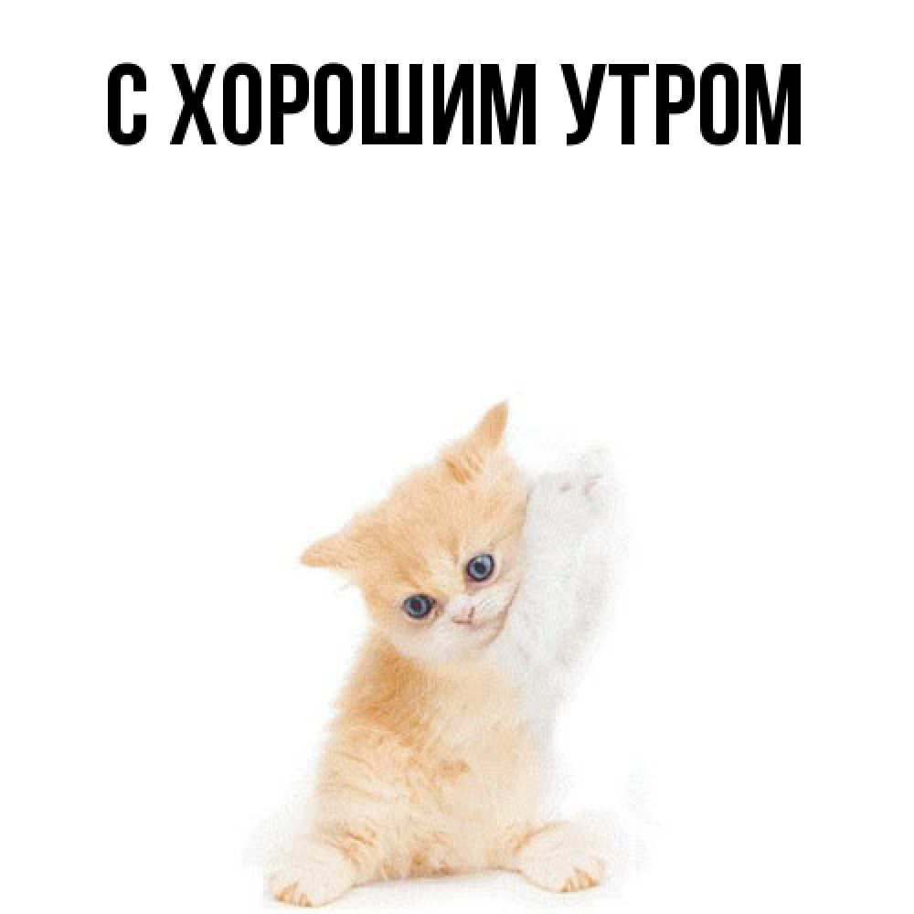 Открытка на каждый день с именем, Даня Я жду тебя зверушки и милота Прикольная открытка с пожеланием онлайн скачать бесплатно 