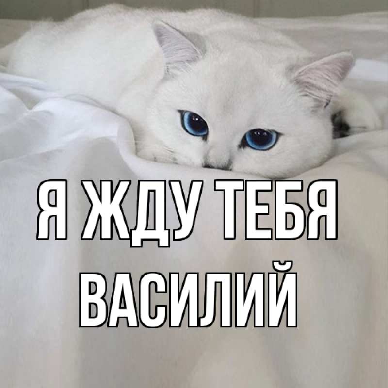 Картинка Я жду тебя, Василий