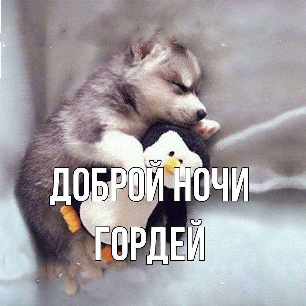 Открытка на каждый день с именем, Гордей Доброй ночи обнимашки щенка и пингвина Прикольная открытка с пожеланием онлайн скачать бесплатно 