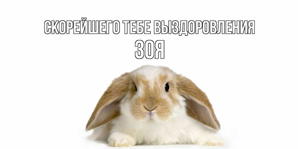 Открытка на каждый день с именем, Зоя Скорейшего тебе выздоровления вислоухий кролик белого и коричневого цвета Прикольная открытка с пожеланием онлайн скачать бесплатно 